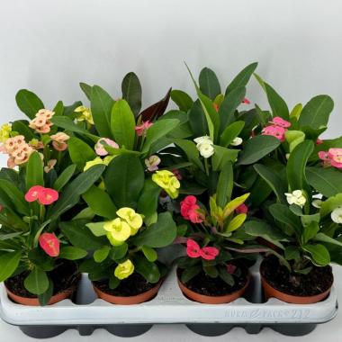 051 UNIDAD DE EUPHORBIA MILII M-8,5